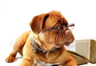 Photo of The Pasadena Humane Society Presents: Barks and Books