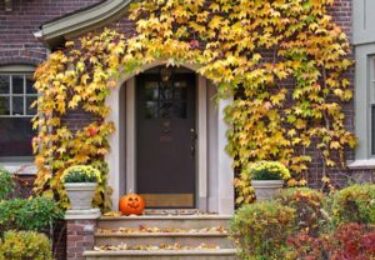 Photo of What is Termite Remediation, And How Can it Affect Your Mortgage?
